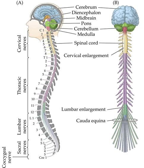 Spinal Cord Neuroanatomy 4056